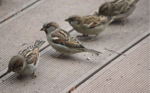 sparrows